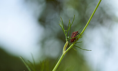 Red striped bedbug on a green branch of dill Graphosoma italicum, red and black striped stink bug, Pentatomidae.