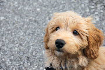 Multigen Goldendoodle