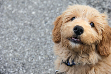Multigen Goldendoodle