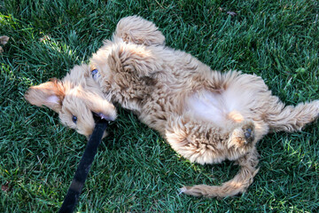 Multigen Goldendoodle