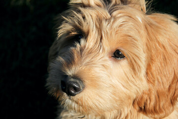 Multigen Goldendoodle