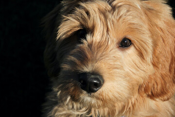 Multigen Goldendoodle