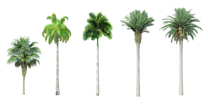 Collection of Beautiful 3D  palm Trees  isolated on whitebackground