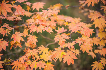 a lot of yellow and red autumn leaves