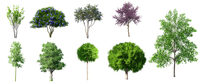 Collection 3D Trees Isolated on white background , Use for visualization in architectural design