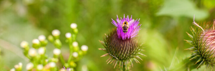 Closeup of a dark pink blossoming