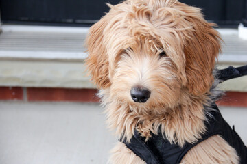 Multigen Goldendoodle