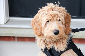 Multigen Goldendoodle