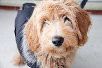 Multigen Goldendoodle