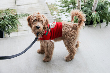 Multigen Goldendoodle