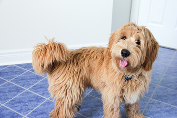 Multigen Goldendoodle