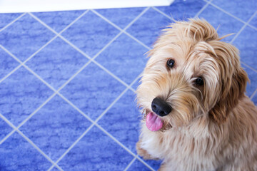 Multigen Goldendoodle