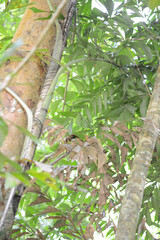 branch of a tree