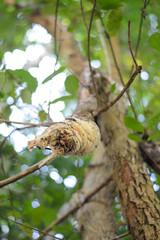 branch of a tree