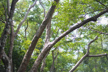 branch of a tree