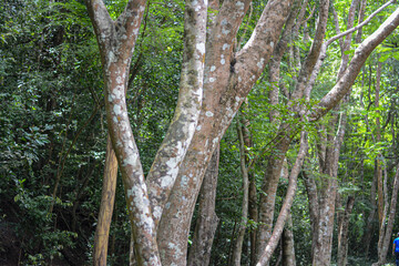 branch of a tree