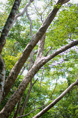 branch of a tree