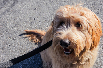 Multigen Goldendoodle