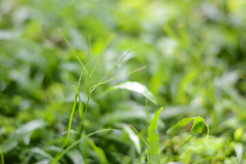Green grass close-up