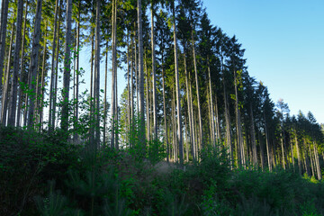 thüringer Wald bei Schmalkalden