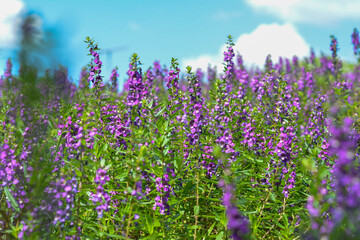 Naklejka premium lawenda. kwiaty. pole dzikich kwiatów z pięknym fioletowym chwastem