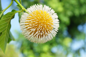 Bur  flower  tree   in  Thailand.