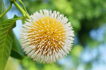 Bur  flower  tree   in  Thailand.