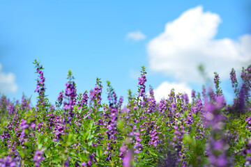 Naklejka premium lavender. flowers. a field of wildflowers featuring a beautiful purple fireweed