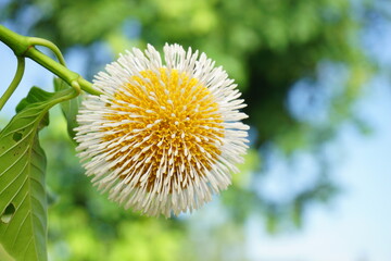 Bur  flower  tree   in  Thailand.