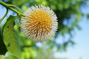 Bur  flower  tree   in  Thailand.