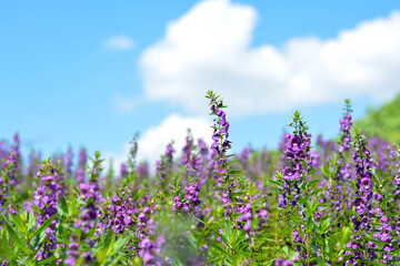 lavender. flowers. a field of wildflowers featuring a beautiful purple fireweed