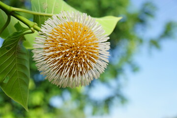 Bur  flower  tree   in  Thailand.