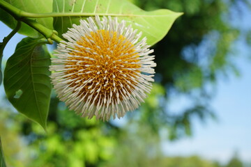 Bur  flower  tree   in  Thailand.