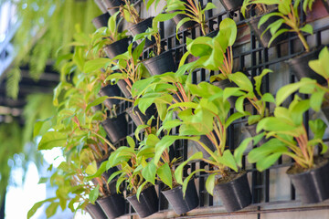 Ornamental plant. Beautiful trees in the garden