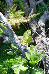 Ornamental plant. Beautiful trees in the garden
