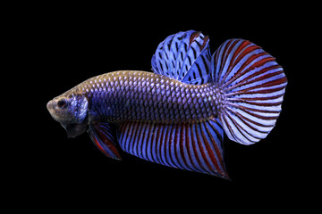 Betta Wild Mahachaiensis Blue Male or Plakat Fighting Fish Splendens on Black Background.