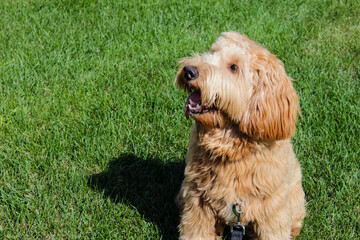 Multigen Goldendoodle