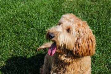 Multigen Goldendoodle