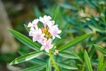 Obraz na płótnie Canvas close up the pink flower
