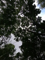 sun rays through trees