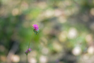 close up the pink flower
