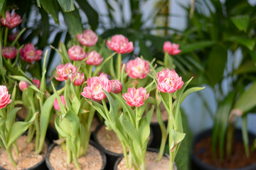 Tulips are blooming in pots. Beautiful pink tulips flowers