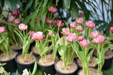 Tulips are blooming in pots. Beautiful pink tulips flowers