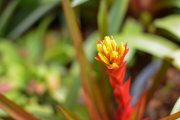 Fototapeta premium Ornamental plant. Beautiful trees in the garden 