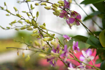 Ornamental plant. Beautiful trees in the garden	
