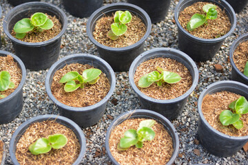 seedlings in pots, The small trees. green small trees in pot in the garden
