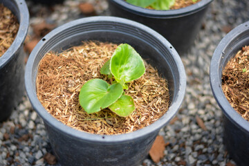 seedlings in pots, The small trees. green small trees in pot in the garden