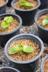 seedlings in pots, The small trees. green small trees in pot in the garden