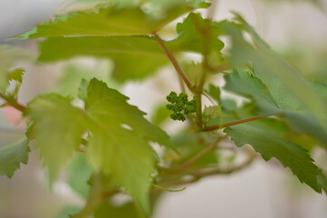 Growing grapes. Colorful leaves. Selective focus. The grapes close up