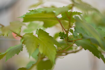 Growing grapes. Colorful leaves. Selective focus. The grapes close up